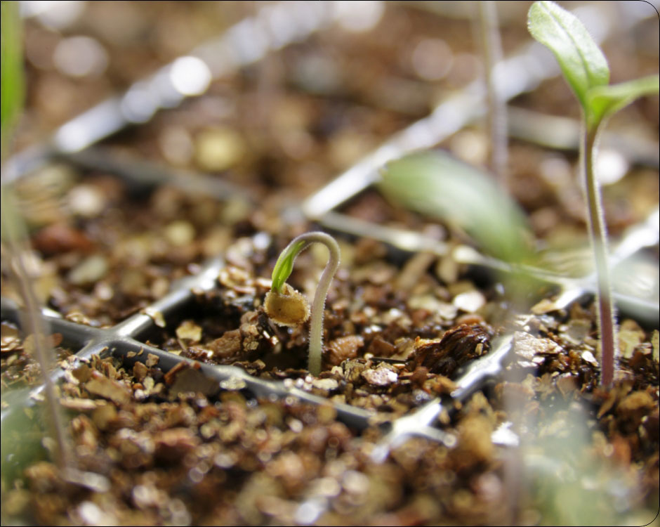 タキイ種苗 ファイトリッチ